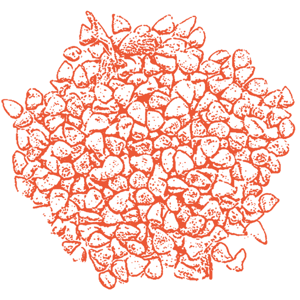 Image of Annato Seed