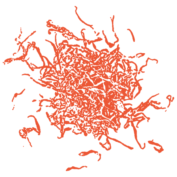 Image of Calendula