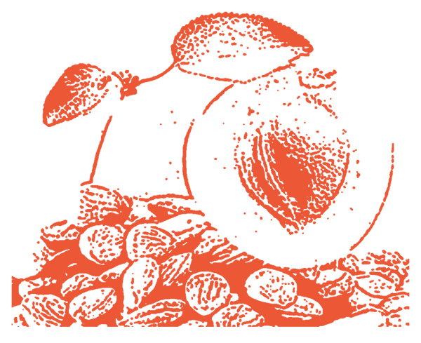 Image of Apricot Shell