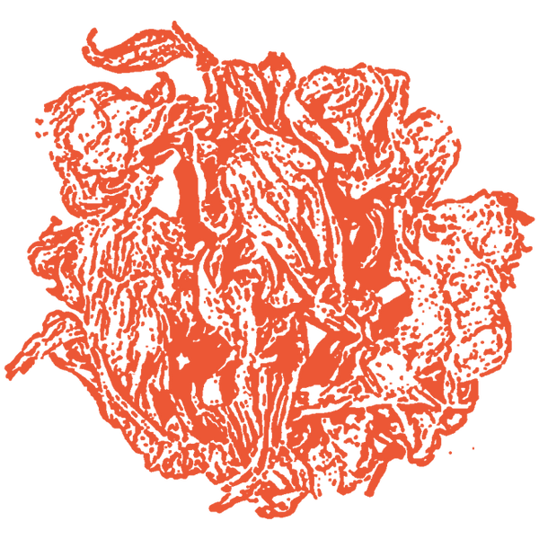 Image of Hibiscus