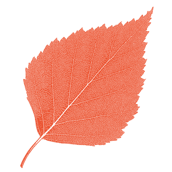 Image of Birch