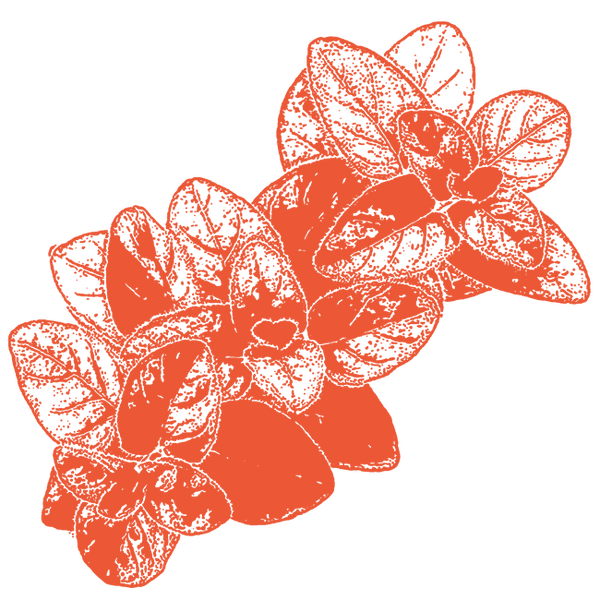 Image of Spanish Marjoram