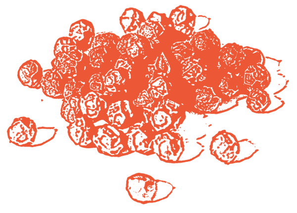 Image of Black Pepper