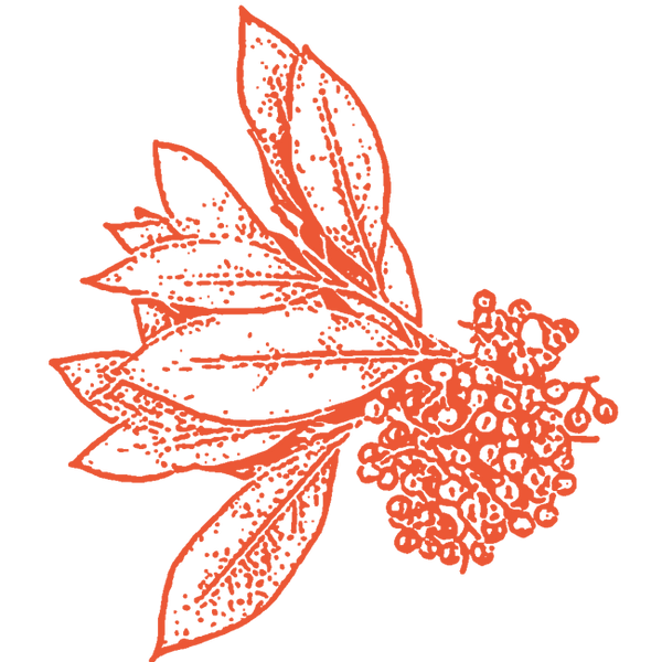 Image of Litsea Cubeba