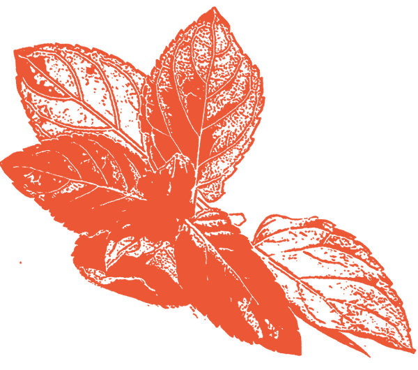 Image of Peppermint