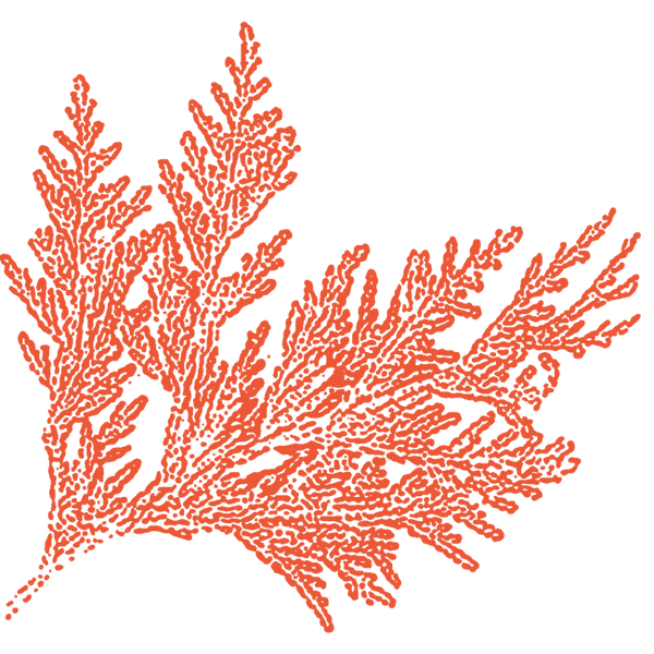 Image of Cedarwood