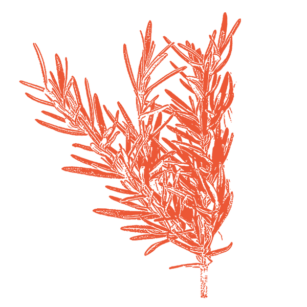 Image of Rosemary