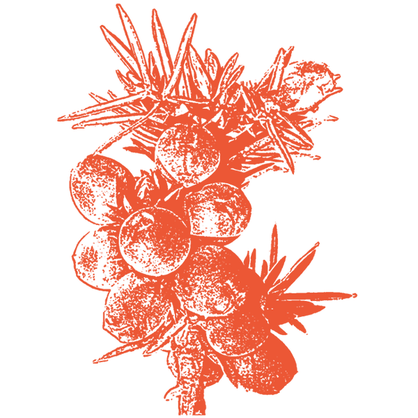 Image of Juniper Berry