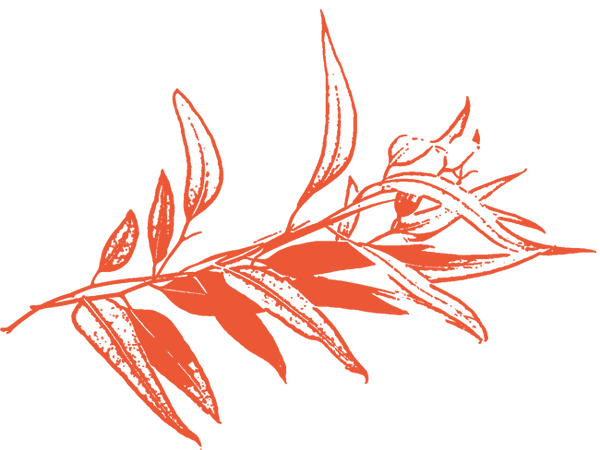 Image of Eucalyptus