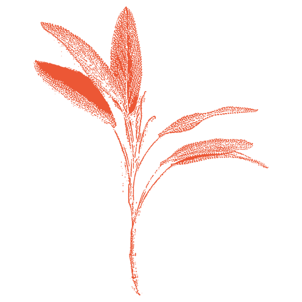 Image of Sage