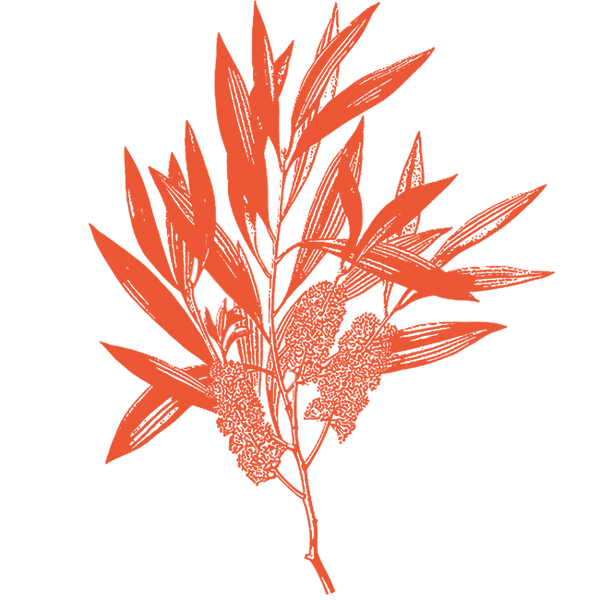 Image of Tea Tree