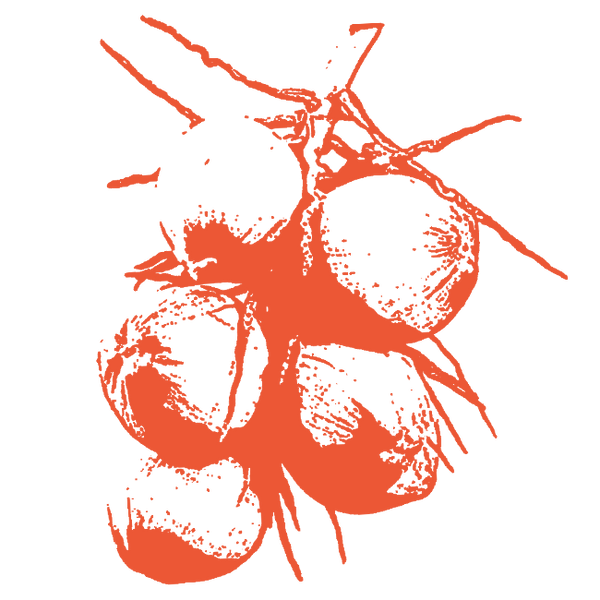 Image of Coconut Oil